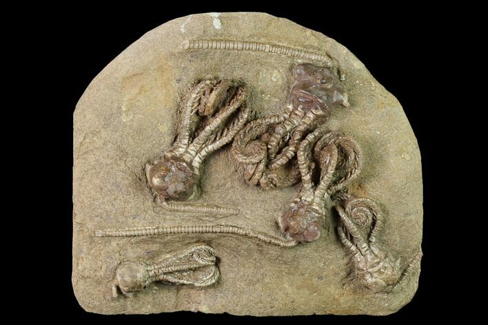 Plate of Five Jimbacrinus Crinoid Fossils - Australia #155927